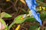 Whitemouth dayflower 